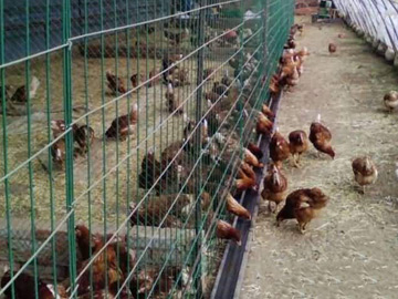 養(yǎng)殖場圍欄網(wǎng) 養(yǎng)殖場圍欄網(wǎng)