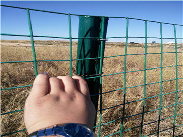 涂塑荷蘭網(wǎng)圍欄08 涂塑荷蘭網(wǎng)圍欄08